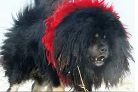 被利益熏心的养獒人炒作出来的獒王：鬼脸獒，真的很强吗？图片