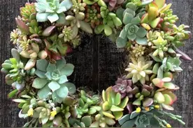 多肉花环DIY教程，这应该是最详细的了丨花草课堂图片