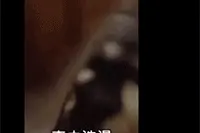 揭晓千古谜题，为什么有的宠物会怕水不爱洗澡？图片
