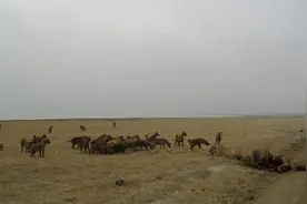 鬣狗群欲抢夺狮子的到口美食，谁知下场很让人苦笑不得！图片