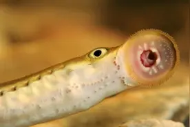 ​比恐龙还早的生物七鳃鳗，饿急了还咬人，外出游泳需谨慎呀！图片