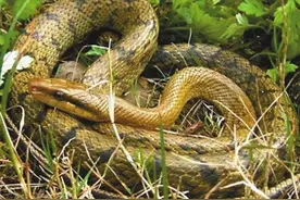 和菜花蛇的一次亲密接触图片