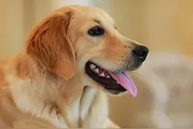 宠物界中颜值高，会游泳的狗狗——金毛犬图片