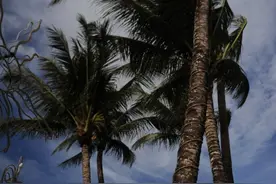 菲律宾长滩岛：椰影、螃蟹船和没有鸡冠的斗鸡图片