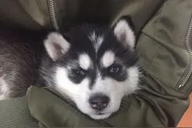 你特么的小时候那么萌，大了为什么变成2B呢图片