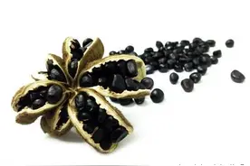 [分享] 牡丹种子的播种经验图片