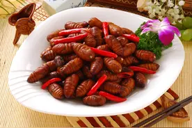 蚕蛹，可以吃的虫子.图片