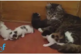 实拍猫妈妈叼小猫回家，爬楼梯不费劲，家里还有好几只小猫等着呢图片