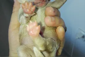 笨笨只生了一只小笨笨图片