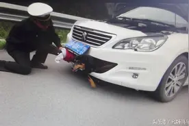 原来有这么多动物都可以跑进车里，你预防好了吗图片