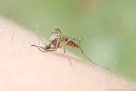 蚊香的使用技巧，看看你会用吗？图片