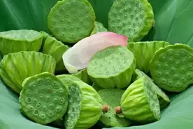 新鲜莲子全身都是宝，再不吃就过季了！图片