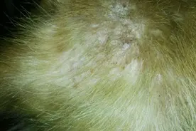 狗狗得了皮肤病，肚子上有小脓包，都折腾了大半年了！图片