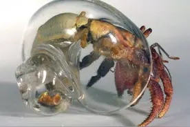 为了看清楚寄居蟹到底是如何寄居的，聪明的设计师造出这么个玩意图片