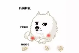 痒痒痒！夏季狗狗皮肤病怎么办（真菌篇）图片