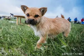 运动员在赛场捡到一只流浪狗，它的行为却感动了所有人图片