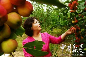 山西隰县陡坡乡首届海棠果采摘节开幕图片