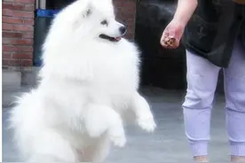 狗狗的调教和训练的基本方法图片