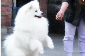 狗狗的调教和训练的基本方法图片