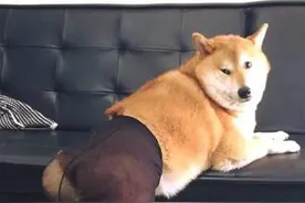 主人帮柴犬穿上了黑色丝袜，柴犬还摆出妖娆的姿势图片