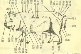 针灸在养猪生产中的应用！附猪针灸穴位图!图片