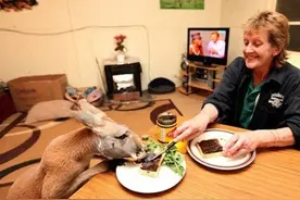 吃面包喝酒踢足球看电视，袋鼠赖在救命恩人家里大写的幸福！图片