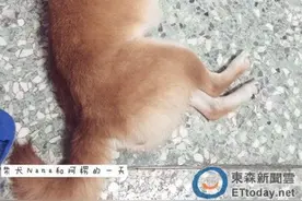 被把拔取笑大抠呆　柴犬Nana「凹屋~」满脸委屈讨拍拍图片