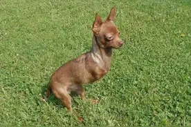 只有两条腿的狗狗 好可怜的跳天涯学袋鼠跳图片