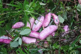 盘点四川农村老家的十二种野果，这些难得的美味你都吃过吗图片