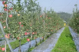 中国苹果产业未来路在何方？专家对国内苹果行业深度分析！图片