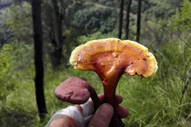 据说灵芝和烈酒更配呦图片
