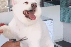 给宠物们剪毛发时候的样子真的把人萌翻了图片