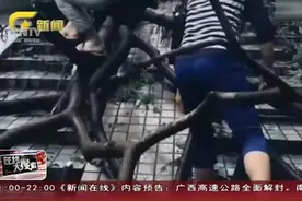 台风过境后，深圳一万多棵树被吹倒，上班族开始“丛林冒险”