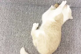 别让猫尝试猫薄荷棒棒糖，因为橘猫已经沦陷，失去理智满地打滚