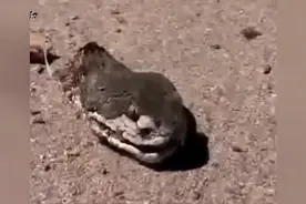 太不可思议了！蛇头被打爆了，居然还能跳起来攻击人视频封面