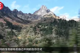 还有人说猪笼草可爱它连老鼠都能吃，连骨头都不吐视频封面