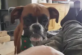 狗狗想让主人陪它玩，会做出什么样的表现？