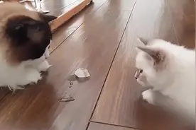 主人给猫咪吃冰块，猫咪们不停地舔着，一脸幸福的样子，好萌啊