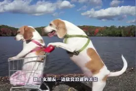 两只你侬我侬的比格犬，天天在主人面前秀恩爱，网友：狗粮真好吃视频封面