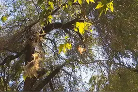 树上毛毛虫泛滥直往下掉 环卫工一天清扫五六遍图片
