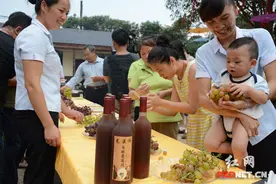 “学士葡萄”品赏月启动 30余万斤葡萄等你来图片