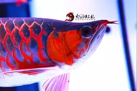 红龙发色：三分靠你，七分交给我图片