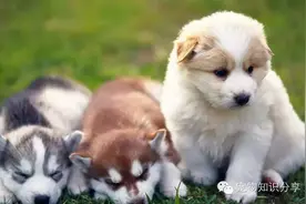 狗狗哭闹乱叫的6种原因图片
