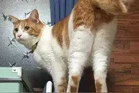 为什么这只猫的尾巴是个卷？图片