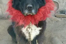 伴我一生的藏獒图片