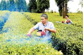 贵州安顺：“双书记”山区治贫忙图片