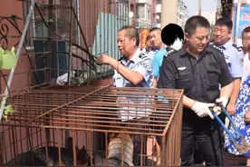 吉林市公安局城管治安管理支队积极推进犬类管理工作成效显著图片