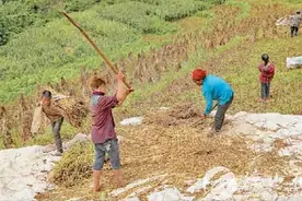 凉山布拖：又到苦荞丰收时图片