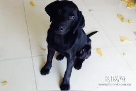 动物有天性 如何让狗狗与小孩和睦相处？图片