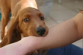 狂犬病预防小知识，这些你需要知道图片